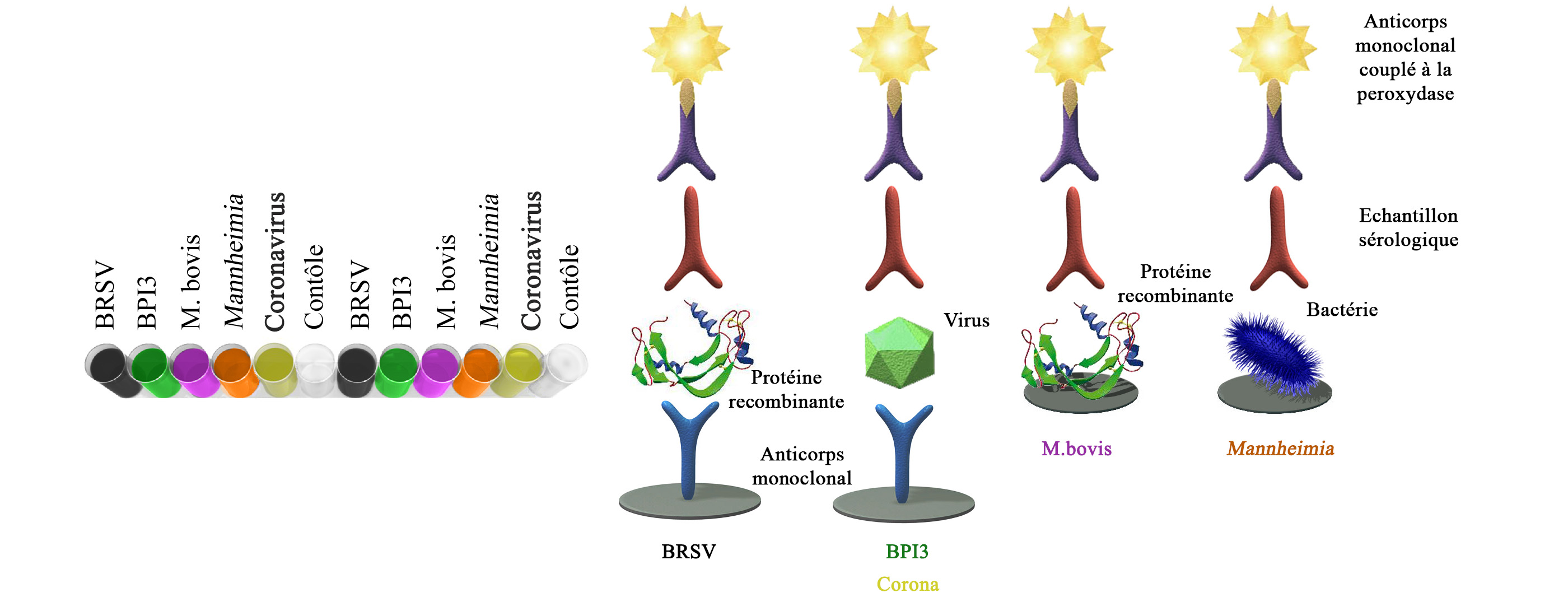 BIO K 369 - Multiscreen AbELISA Respiratoire bovin / indirect, bicupule